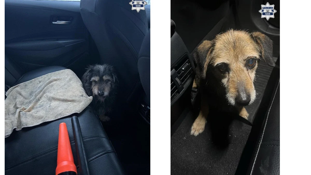 Policjanci ratują zwierzęta – kolejna interwencja drogówki w Rybniku