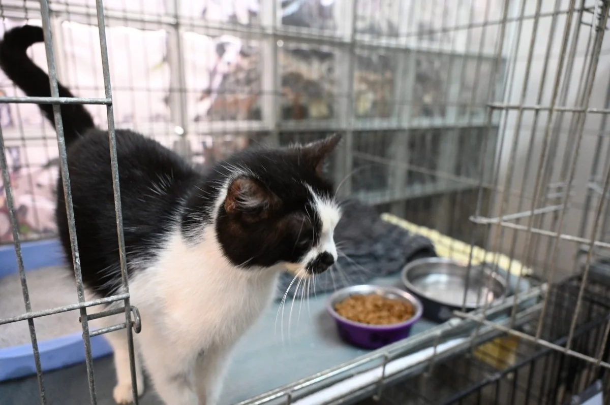 Koty z bytomskiego schroniska czekają na wolontariuszy! / fot. UM Bytom