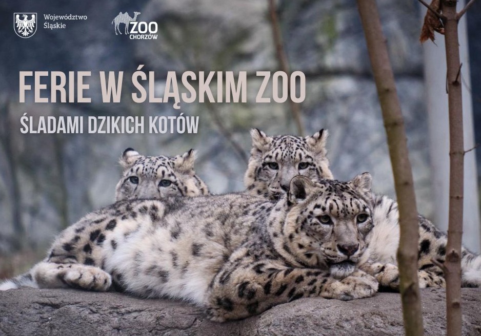 Ferie w Śląskim ZOO „Śladami dzikich kotów” – zimowa przygoda w świecie drapieżników