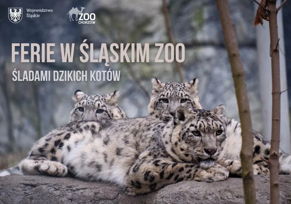 Ferie w Śląskim ZOO „Śladami dzikich kotów” – zimowa przygoda w świecie drapieżników