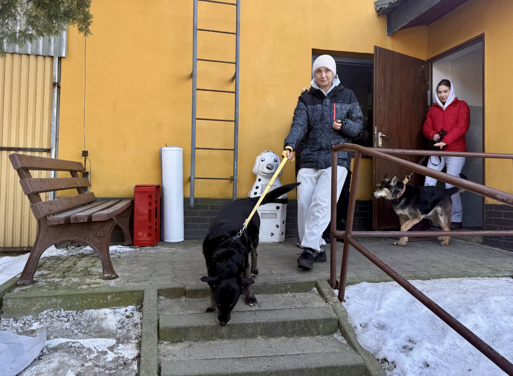 Poznaj psa i przemyśl adopcję. W Bytomiu ruszają spacery ze zwierzakami / fot. UM Bytom