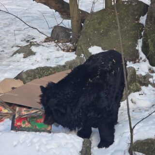 39. urodziny niedźwiedzicy Kasi w Śląskim ZOO / fot. ŚOZ