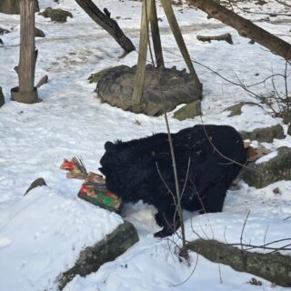 39. urodziny niedźwiedzicy Kasi w Śląskim ZOO / fot. ŚOZ