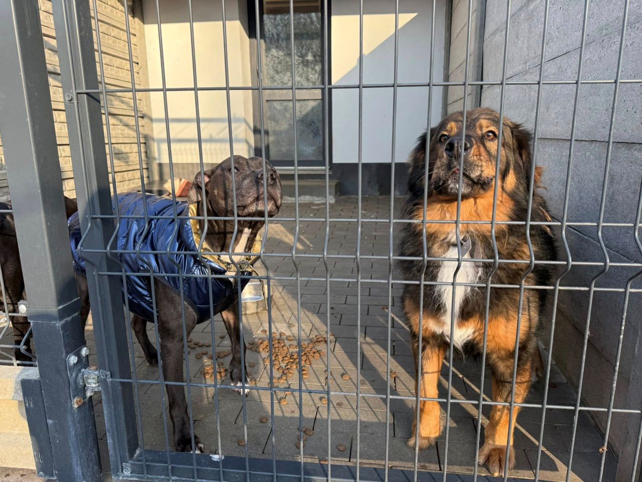 Miasto przejmuje schronisko, kilka zwierząt trafiło do Zabrza