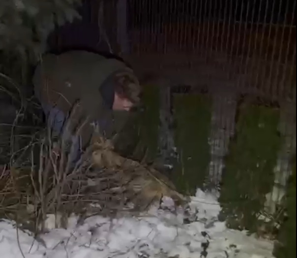 Młoda sarna utknęła w metalowym przęśle ogrodzenia. Pomógł policjant, który poza służbą jest myśliwym [FILM]