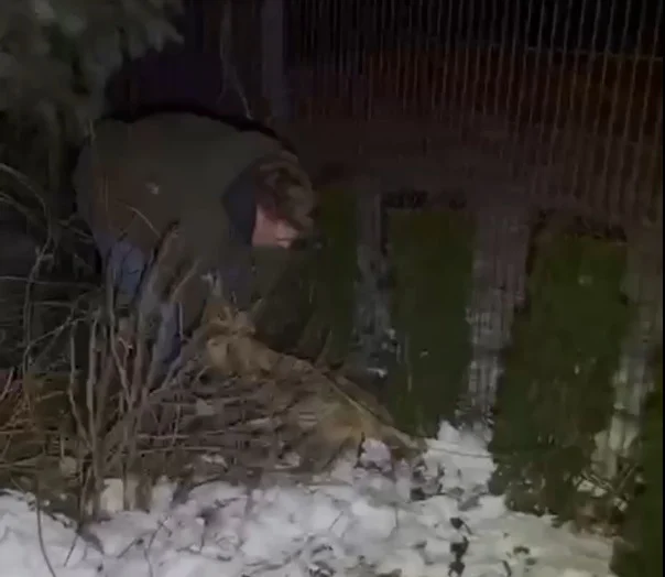 Młoda sarna utknęła w metalowym przęśle ogrodzenia. Pomógł policjant, który poza służbą jest myśliwym [FILM]