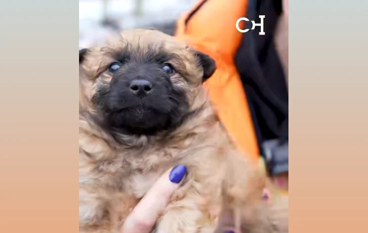 Szczeniaki czekają na dom! Adopcja w schronisku PsiKot w Chorzowie