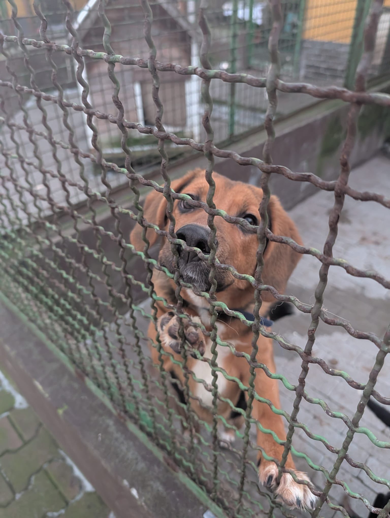 Afera w schronisku: oświadczenie placówki, interwencja Dody, wstrzymanie adopcji