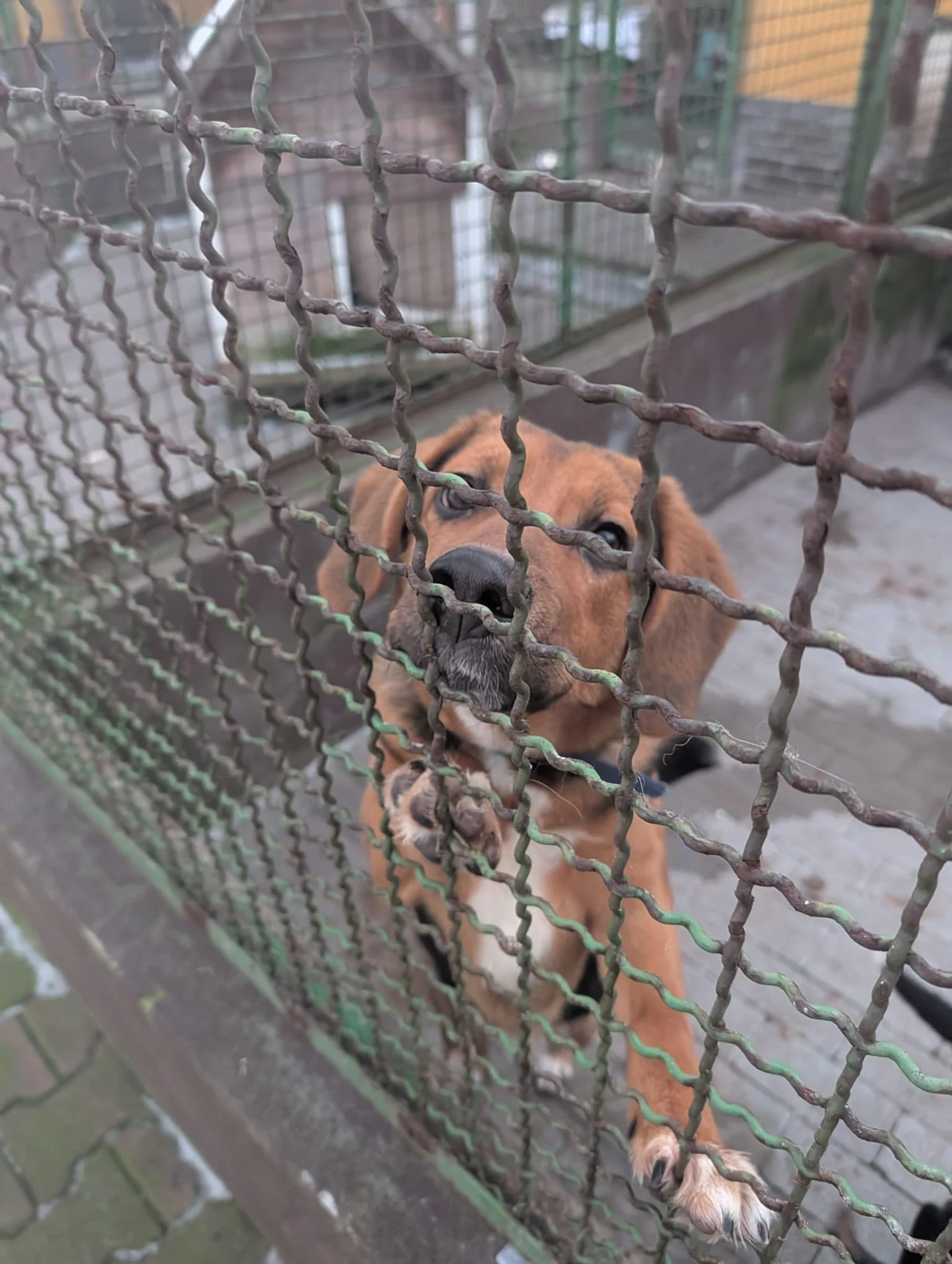 Afera w schronisku: oświadczenie placówki, interwencja Dody, ograniczenie adopcji