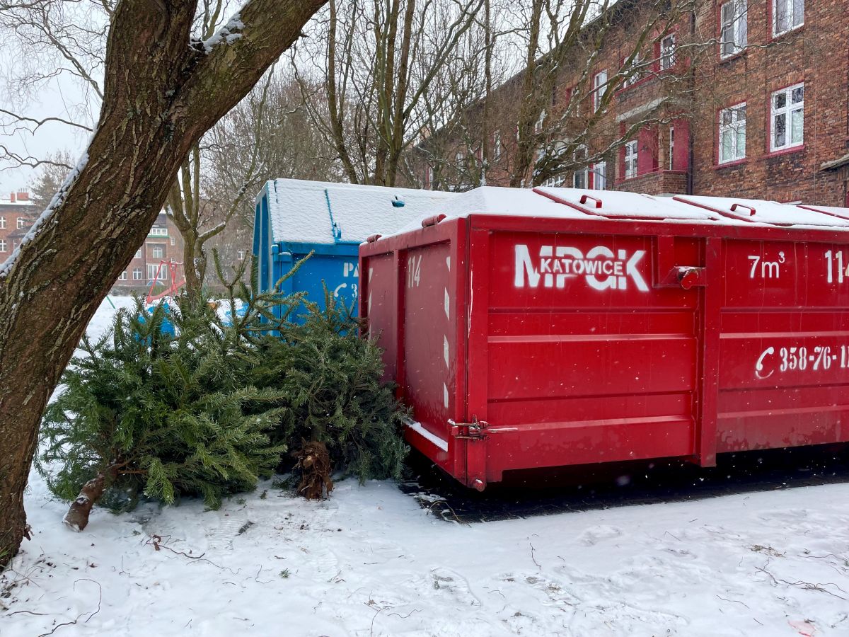 Co zrobić z choinką po świętach? MPGK przypomina zasady odbioru drzewek