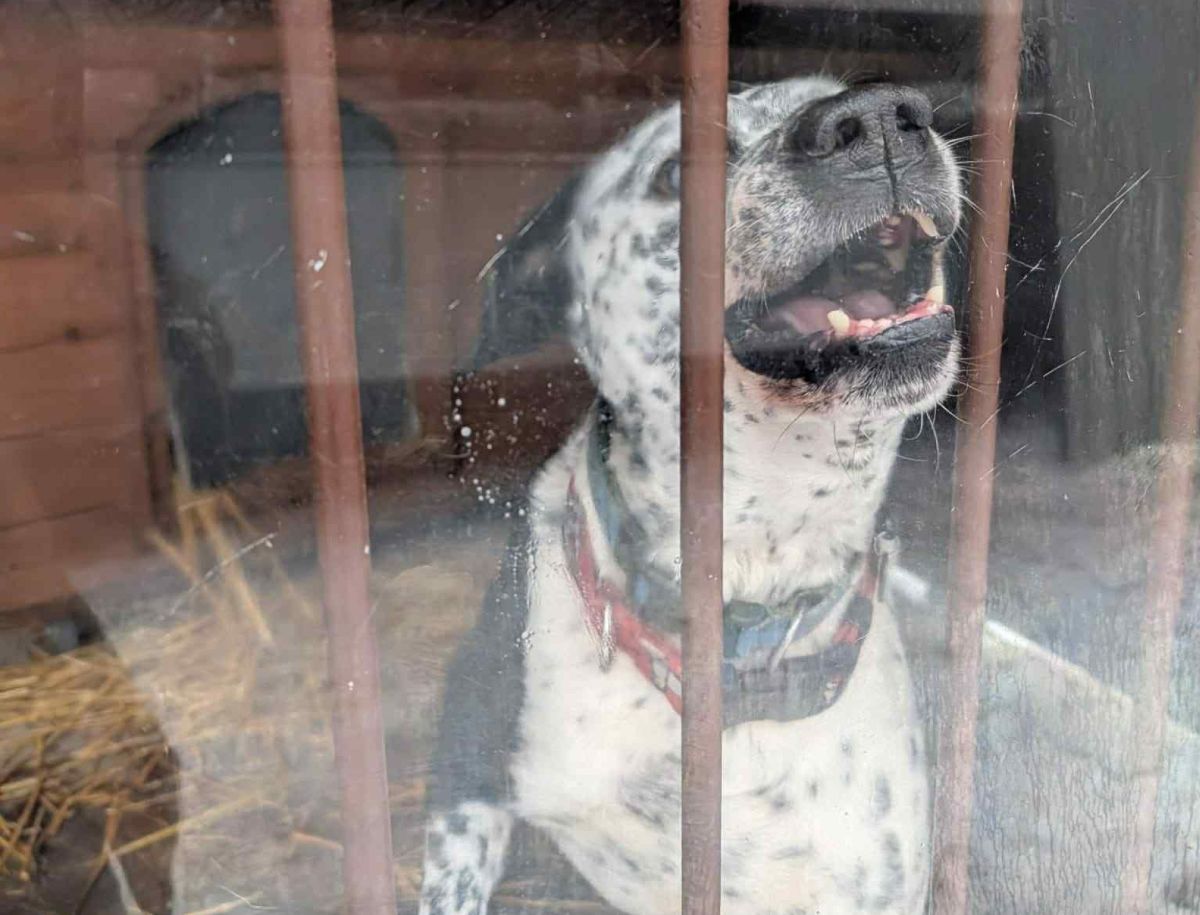 Bytomskie schronisko wykonuje wskazania Powiatowego Lekarza Weterynarii