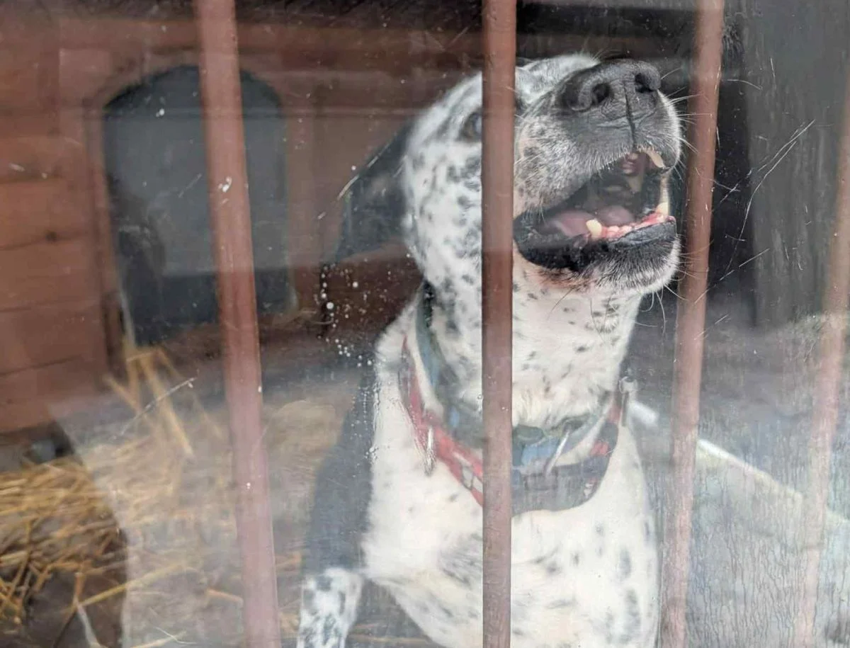 Bytomskie schronisko wykonuje wskazania Powiatowego Lekarza Weterynarii