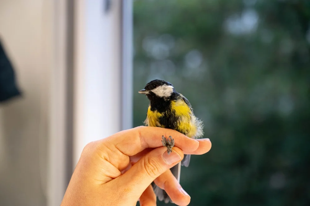 Obrączkowania ptaków w Ogrodzie Botanicznym w Zabrzu – nauka, ochrona i edukacja w ramach akcji „Karmnik”