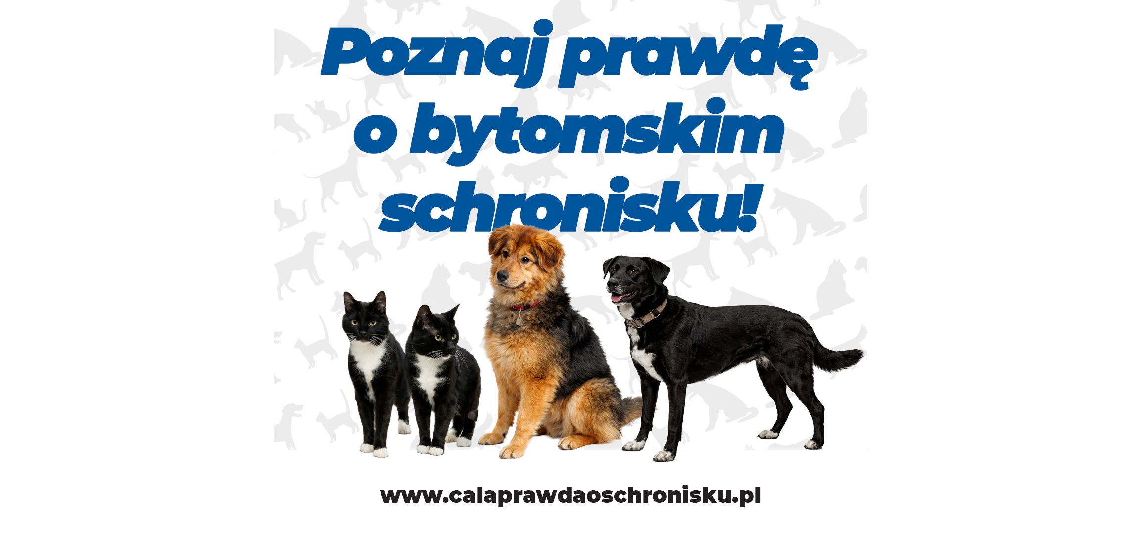 Cała prawda o schronisku – powstał specjalny serwis Urzędu Miejskiego w Bytomiu