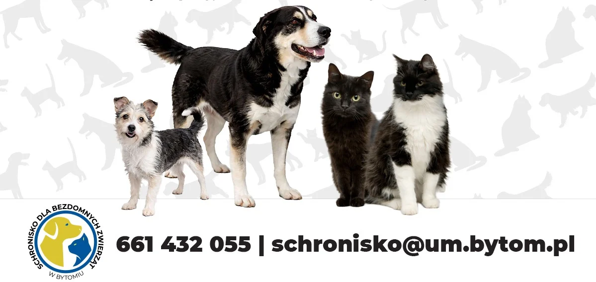 Bytom uruchomił specjalne subkonto na pomoc schronisku