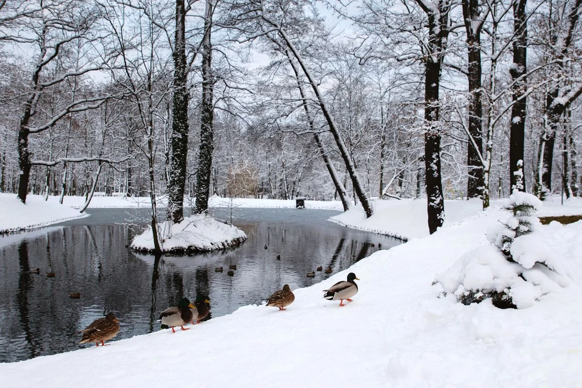 Rusza budowa zielono-niebieskiej tarczy miasta przed skutkami zmian klimatu. Od dzisiaj prace w Parku Szwajcaria