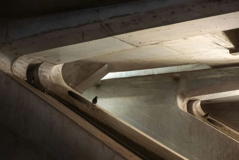 Kiedy kuna wychodzi z poddasza? Zaskakujące fakty, które warto znać /fot. Art. sponsorowany / Materiał dostarczony przez zleceniodawcę