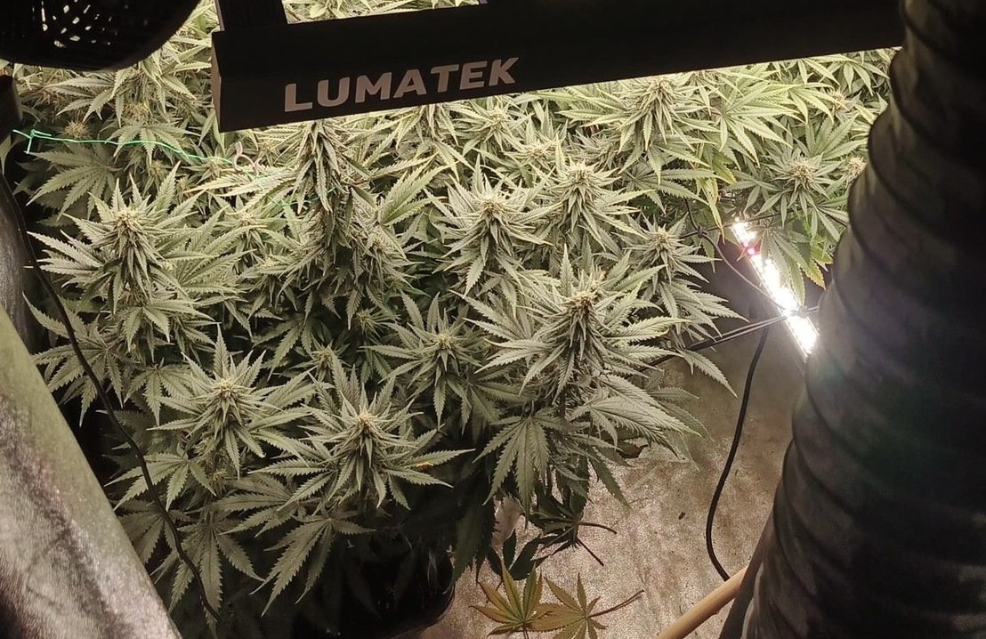 Nielegalna uprawa konopi w Czeladzi i Sosnowcu – 39-latek zatrzymany