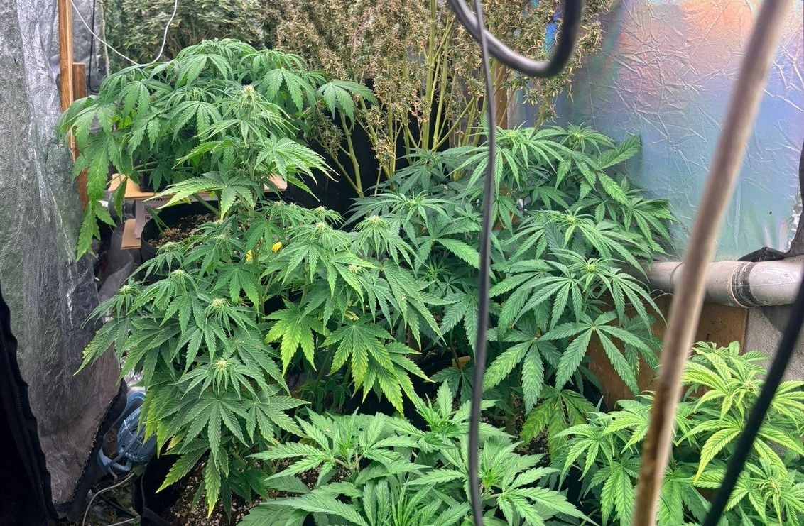 Sosnowieccy kryminalni zlikwidowali domową plantację konopi. 36-latek z zarzutami