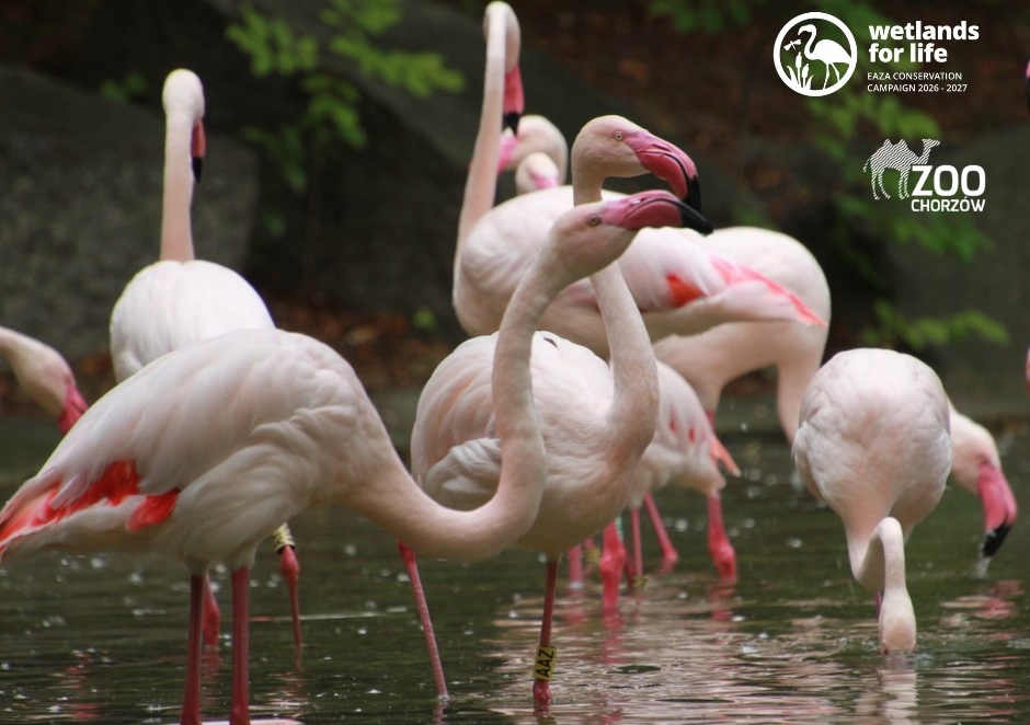 ZOO w Chorzowie dołącza do kampanii „Wetlands for Life – Mokradła dla Życia”