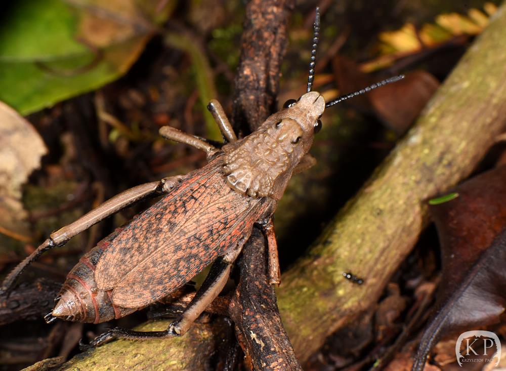 Egzotyczne owady z bliska. Pokaz pasikoników w Miejskim Ośrodku Kultury