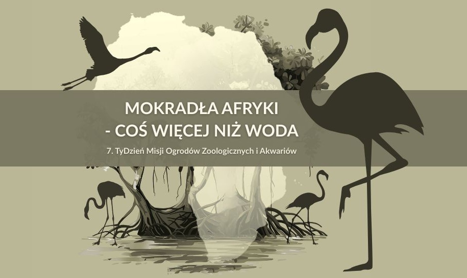 Tydzień Misji ZOO – Chorzów w ogólnopolskiej akcji
