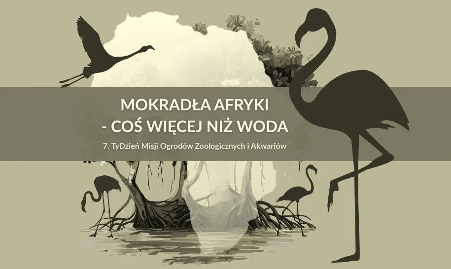 Tydzień Misji ZOO – Chorzów w ogólnopolskiej akcji