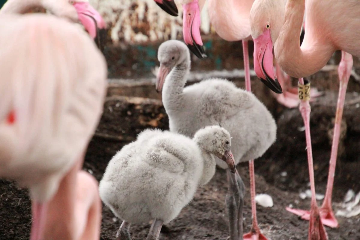 Radosne wieści z zoo w Chorzowie! Na świat przyszły trzy młode flamingi