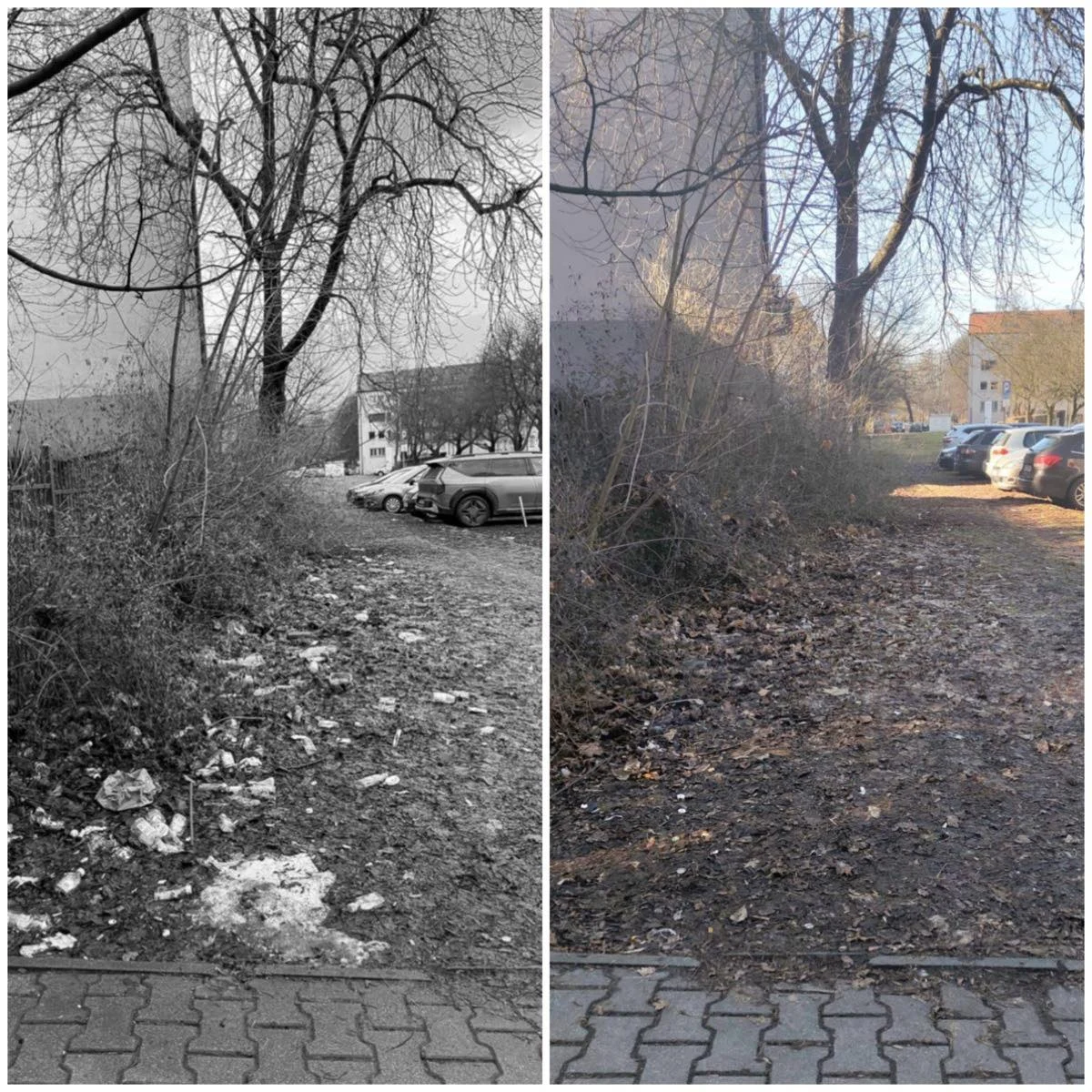 Zabrze: uprzątnięto teren przy ul. Wolności / fot. UM Zabrze