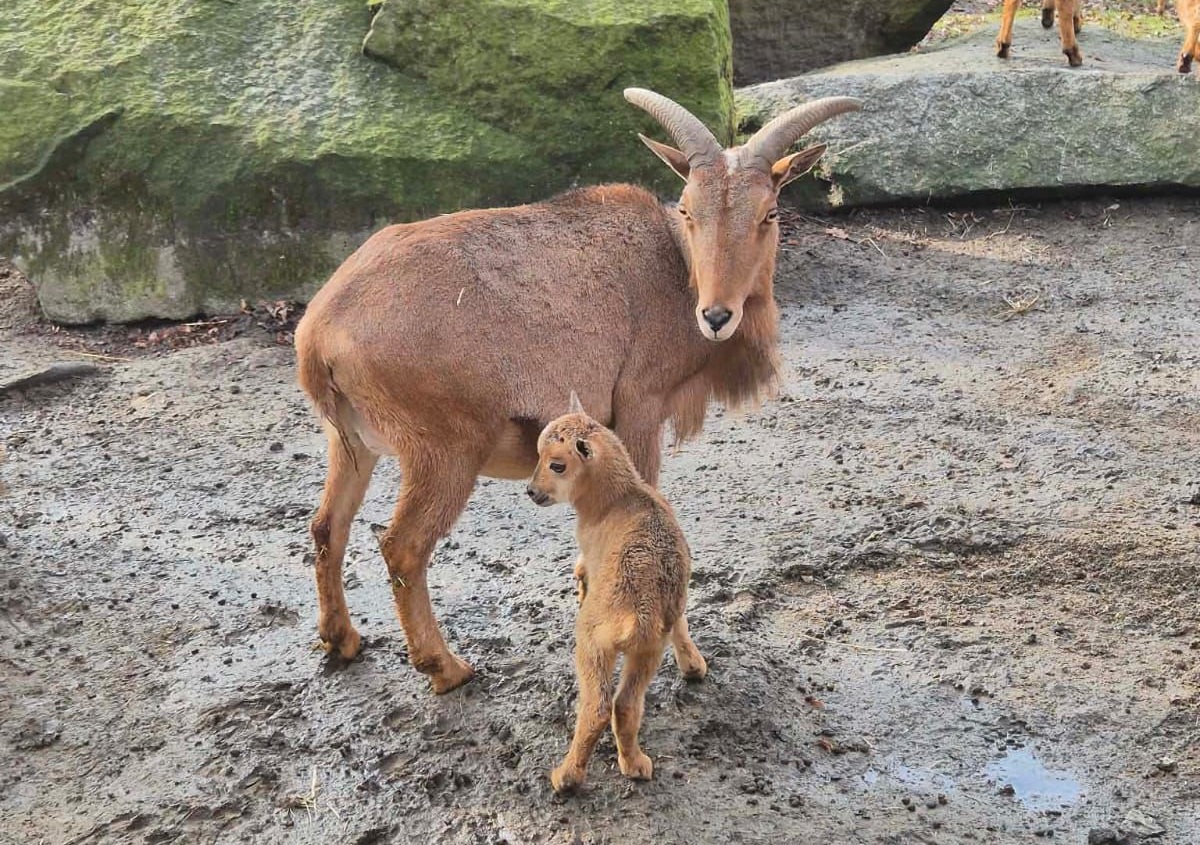 Nowi mieszkańcy w Śląskim ZOO – narodziny i przyjazdy z innych ogrodów