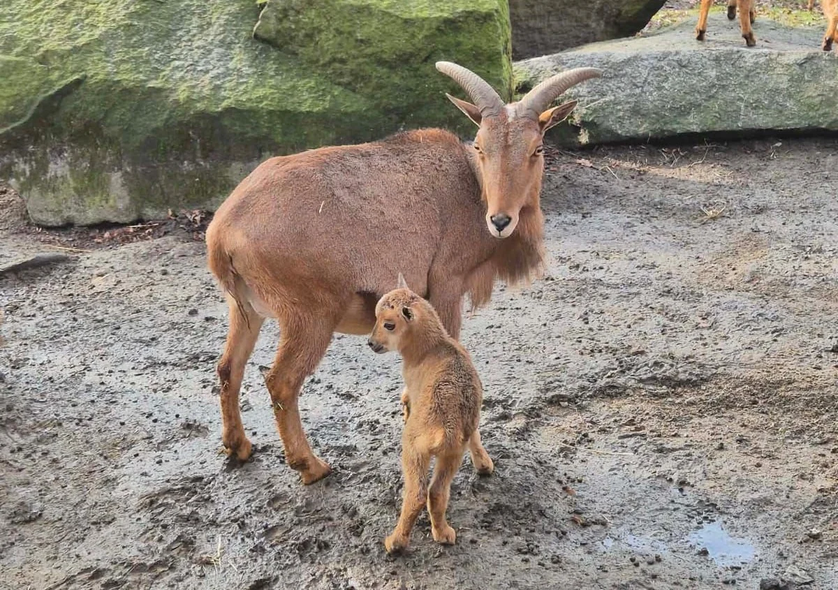 Nowi mieszkańcy w Śląskim ZOO – narodziny i przyjazdy z innych ogrodów