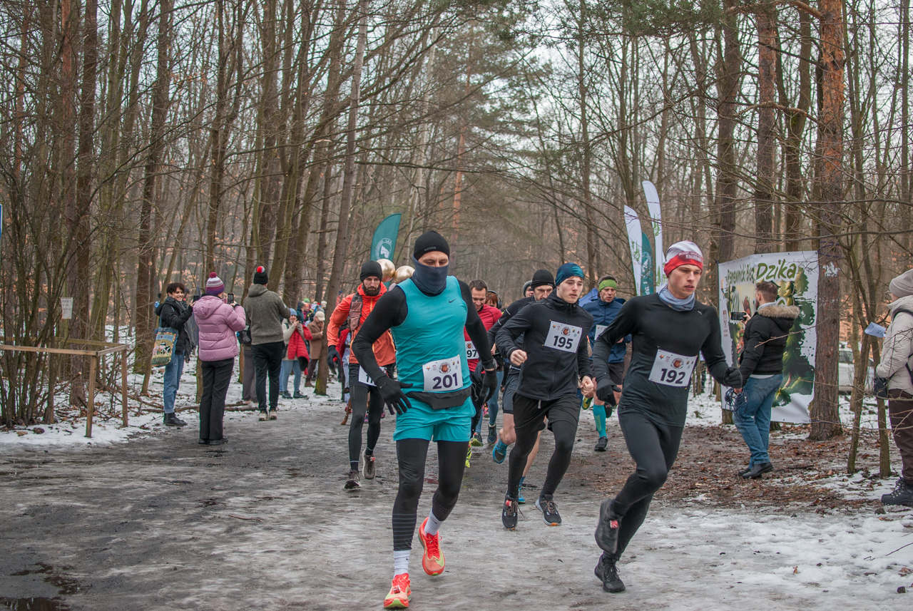 Bieg dzika luty 2026 mojekatowice (1)