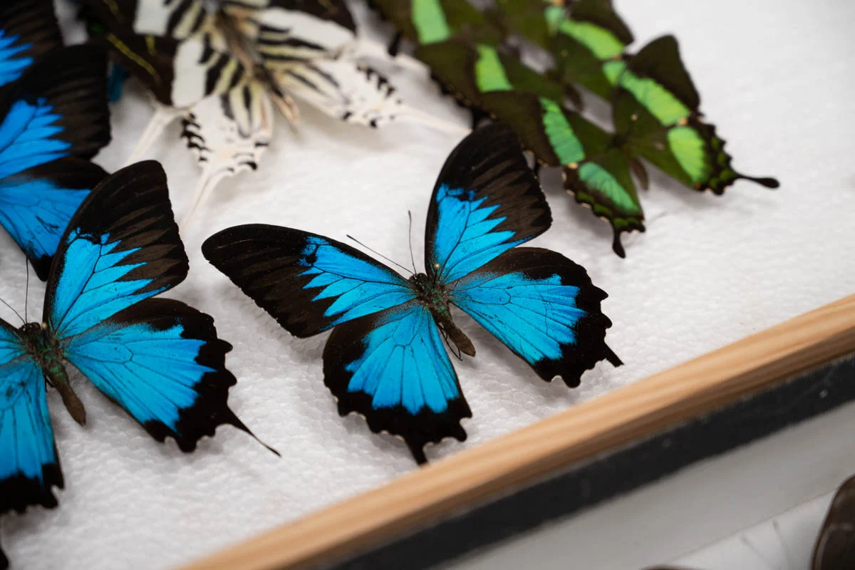 Owadzi świat w Muzeum Górnośląskim w Bytomiu