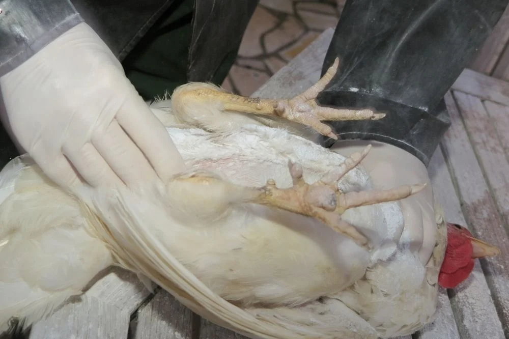 Informacja dla hodowców drobiu w związku z zagrożeniem ptasią grypą