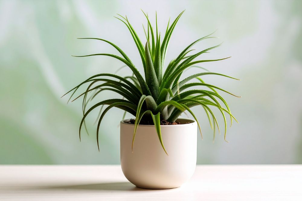 Pierwszy Dzień Wiosny – wymiana roślin w MBP Żory