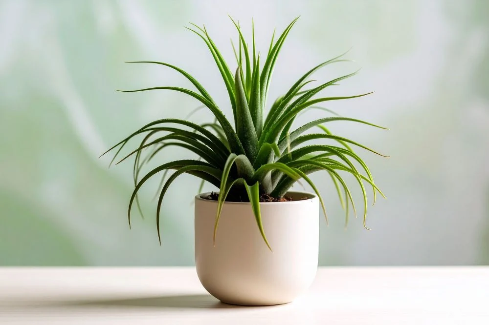 Pierwszy Dzień Wiosny – wymiana roślin w MBP Żory