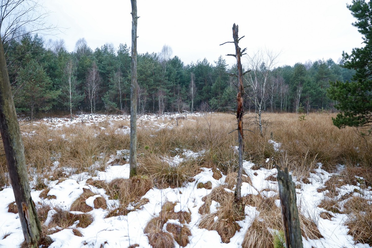 Katowickie Wodociągi: ochrona mokradeł to fundament jakości wody / fot. KAW