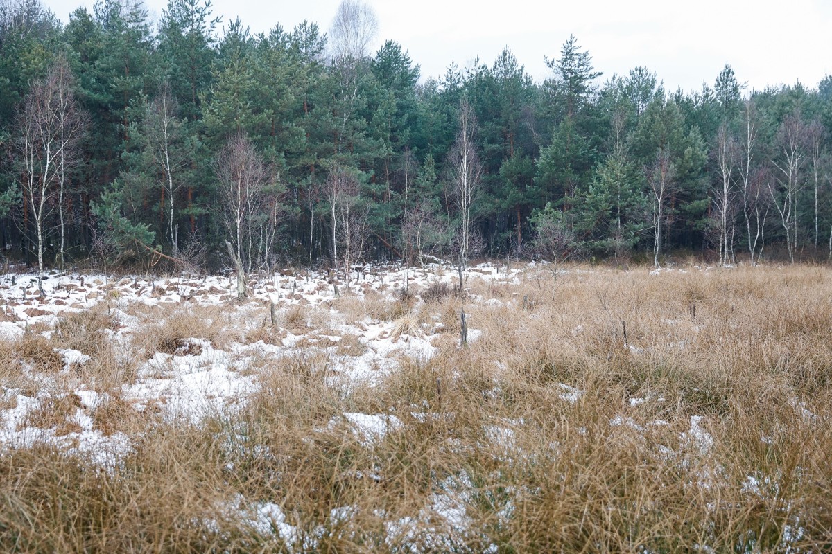 Katowickie Wodociągi: ochrona mokradeł to fundament jakości wody / fot. KAW