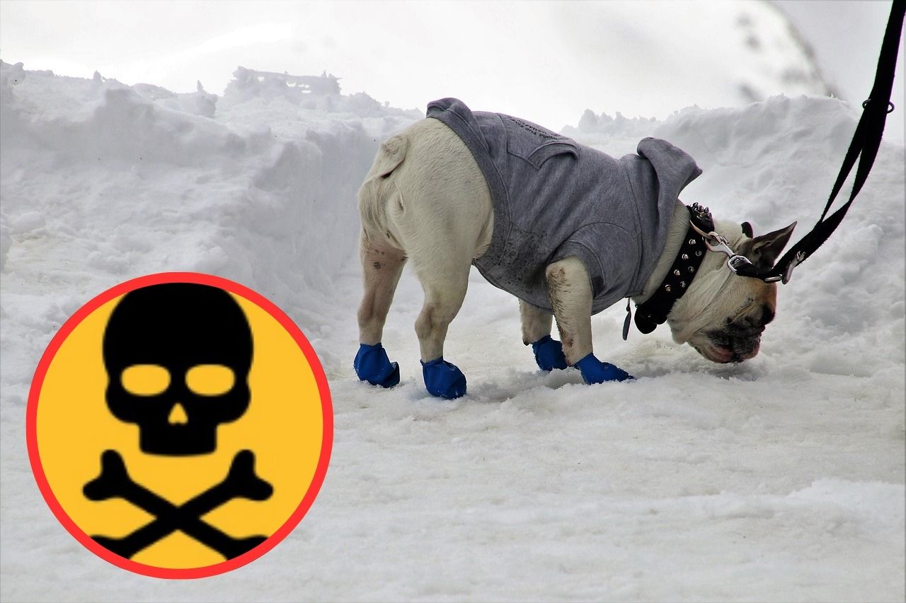 Uwaga właściciele psów! Kolejny przypadek otrucia w Rudzie Śląskiej