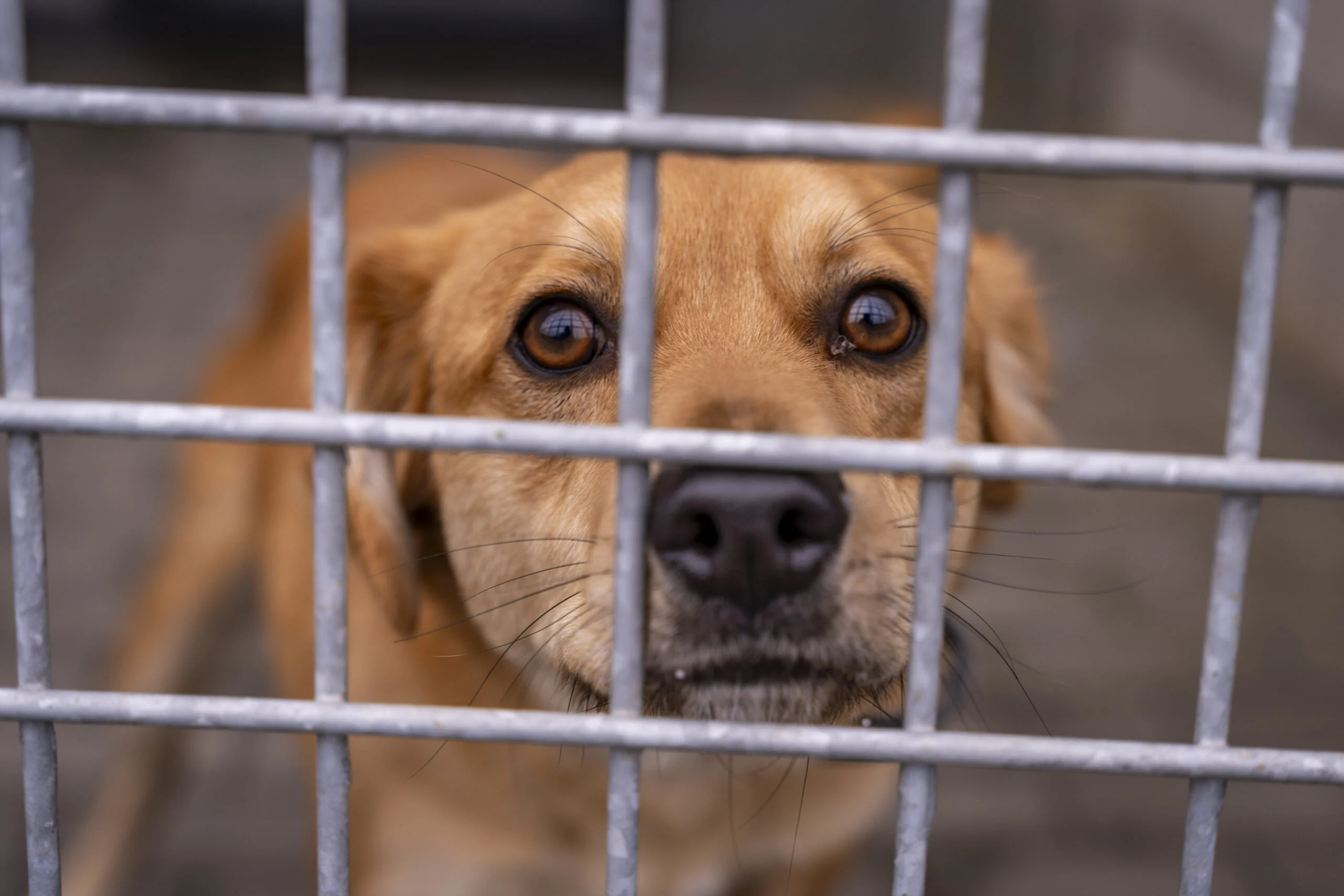 Miniony weekend w Zabrzu / fot. Pawel JaNic Janicki / UM Zabrze