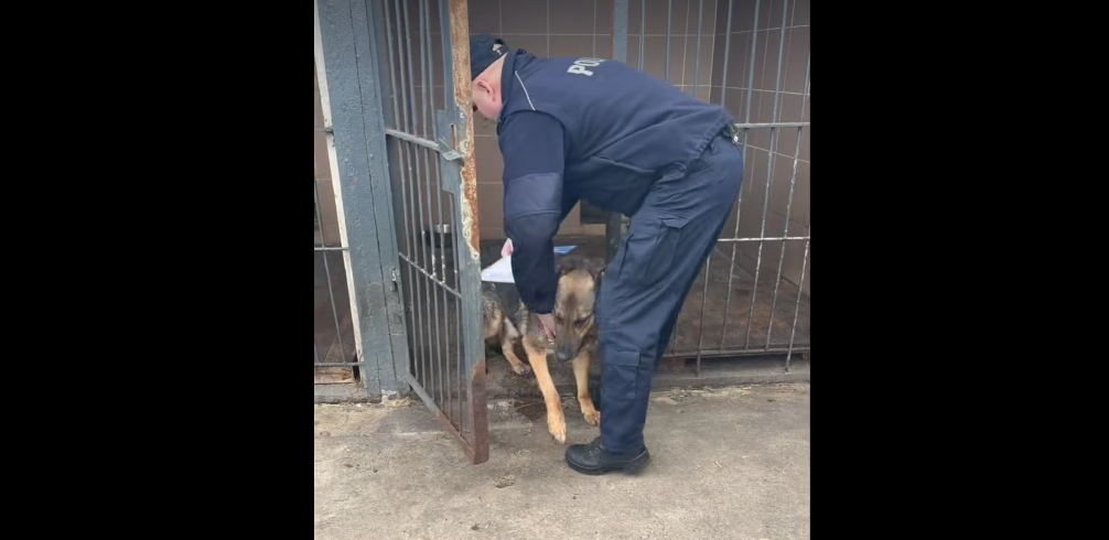 Dramatyczne nagranie z komisariatu. Poseł Litewka interweniuje ws. psów policyjnych. Ruszyły kontrole