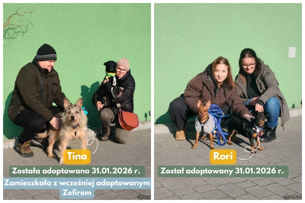 Tydzień adopcyjny w „Faunie” tym razem zdominowany przez psiaki!