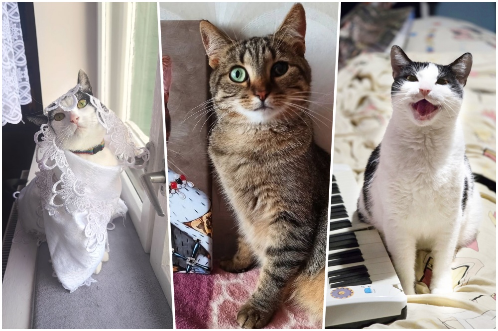 Dzień Kota 2026: Zobaczcie futrzastych przyjaciół naszych Czytelników!