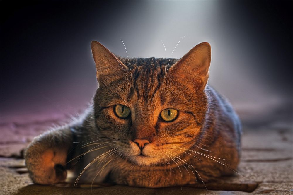 Pomóżmy „Faunie” wygrać zapas karmy dla kotów!