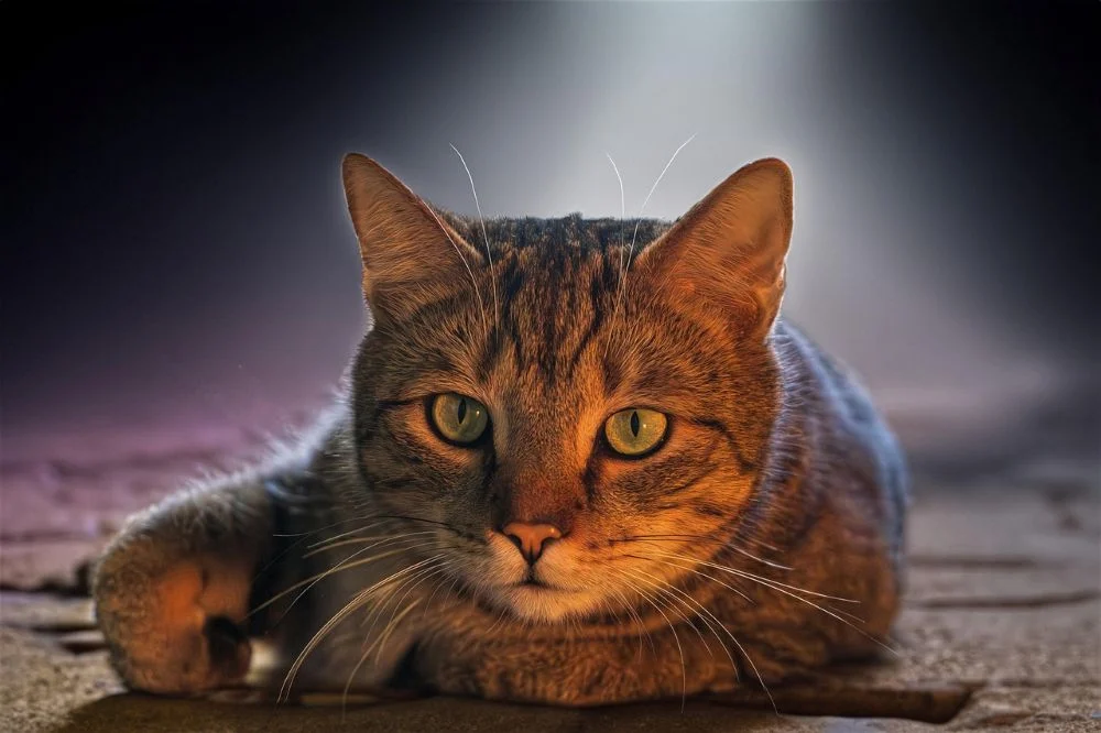 Pomóżmy „Faunie” wygrać zapas karmy dla kotów!