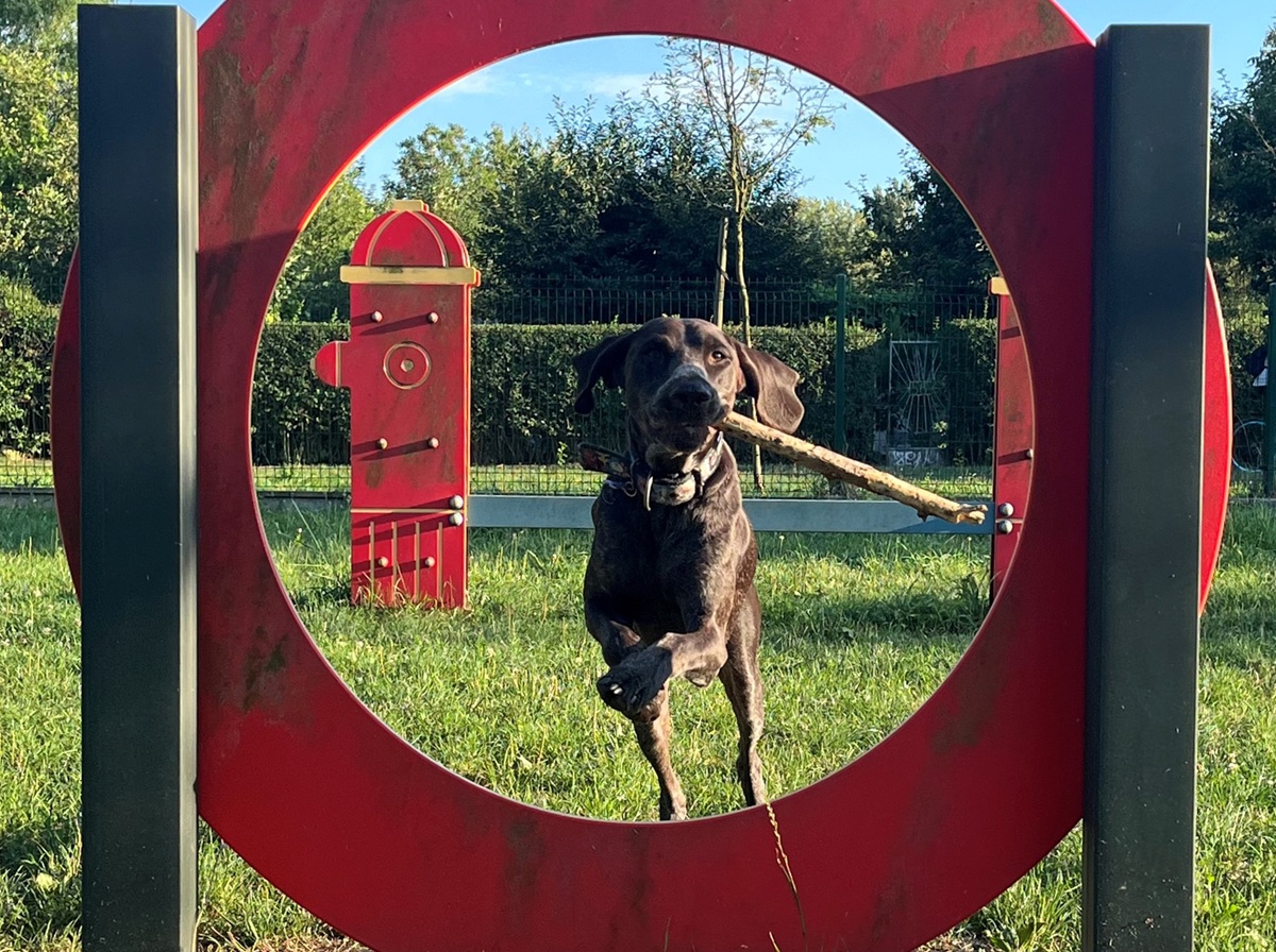 Tunele, obręcze i platformy. W Sośnicy powstanie nowy profesjonalny wybieg dla psów