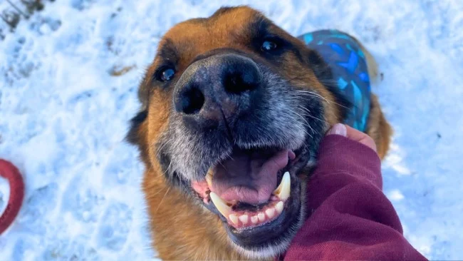 Pączki dla PsiKota – jednego pączka oddaj dziś zwierzakom!