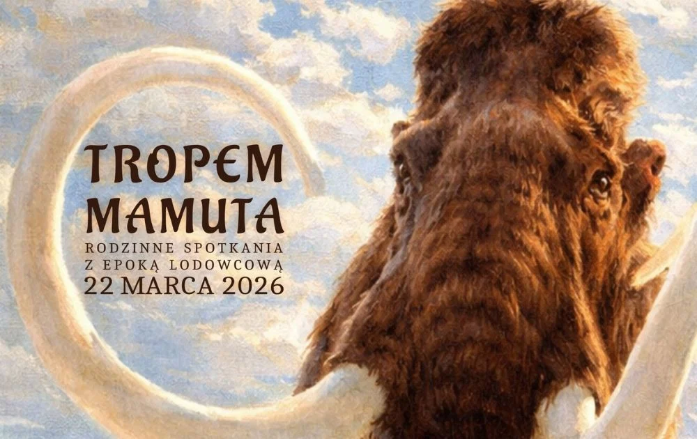 Powrót prehistorii do muzeum. 175-centymetrowy cios mamuta po konserwacji