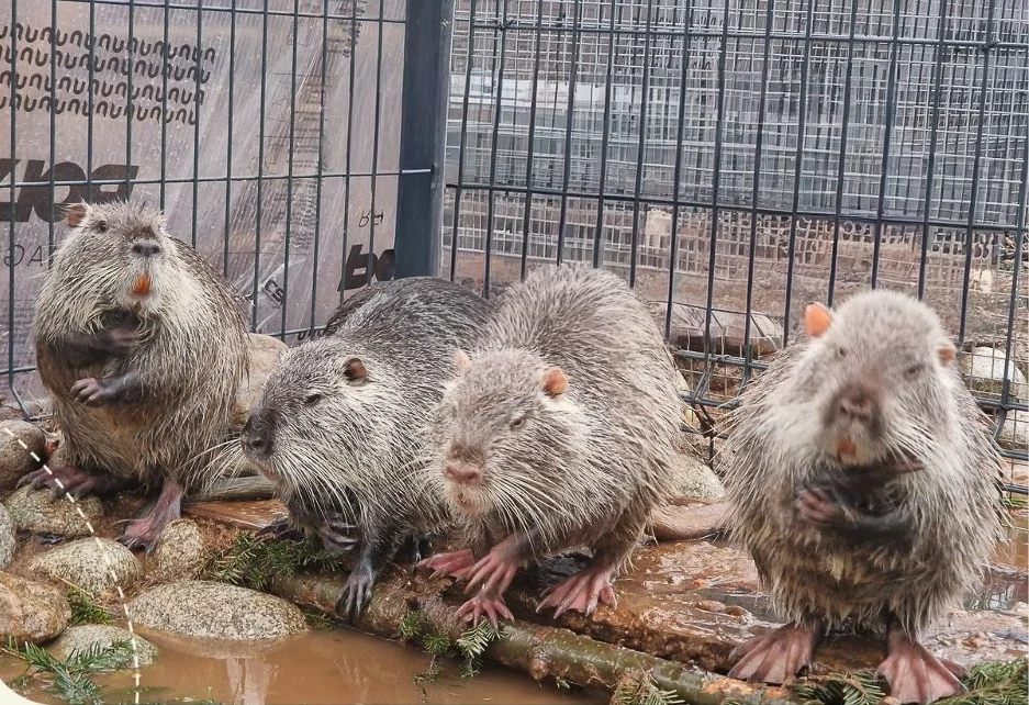 Nutria w Polsce pod lupą. Gatunek inwazyjny czy ofiara ludzkich decyzji?