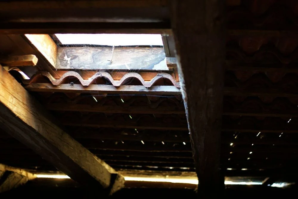 Jak pozbyć się kornika z poddasza? Działaj, zanim konstrukcja ucierpi!